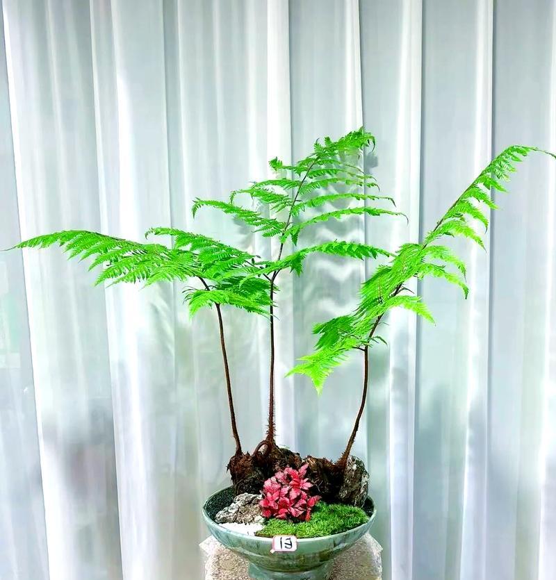 红鳞蕨怎么种植养护方法