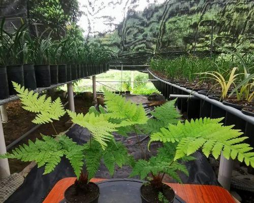 红鳞蕨怎么种植养护方法