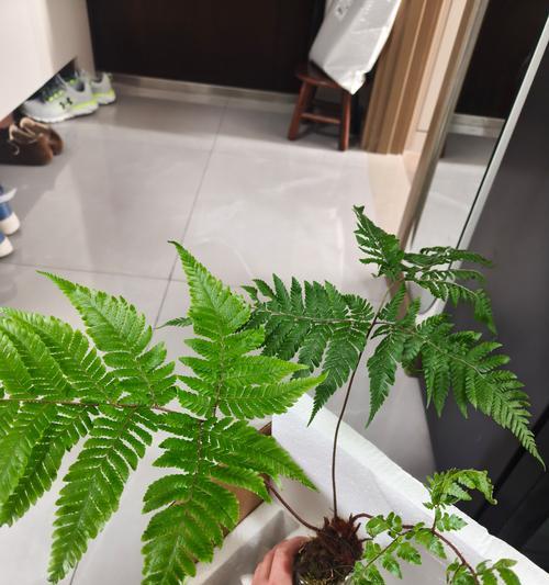 红鳞蕨怎么种植养护方法