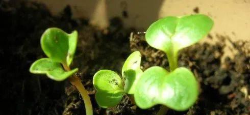 苹果枣种子怎么催芽