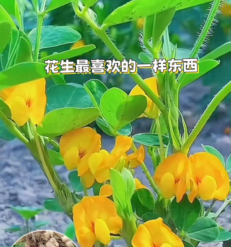 花生催芽播种技术详解：如何有效催芽