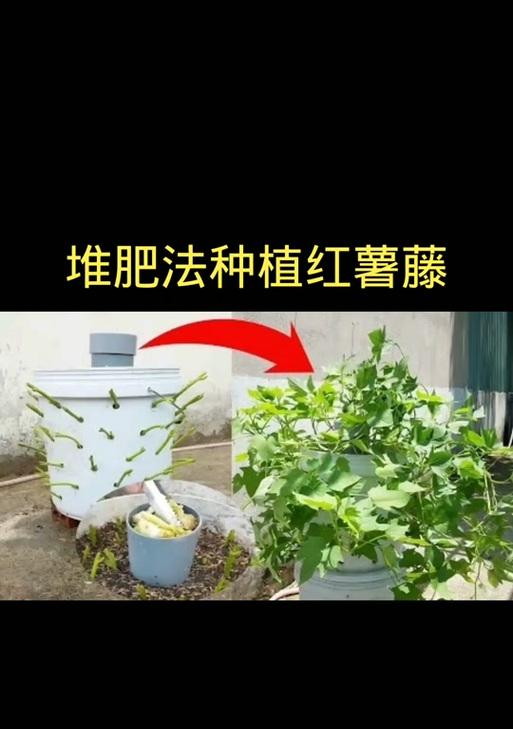 种植红薯的详细步骤与技巧