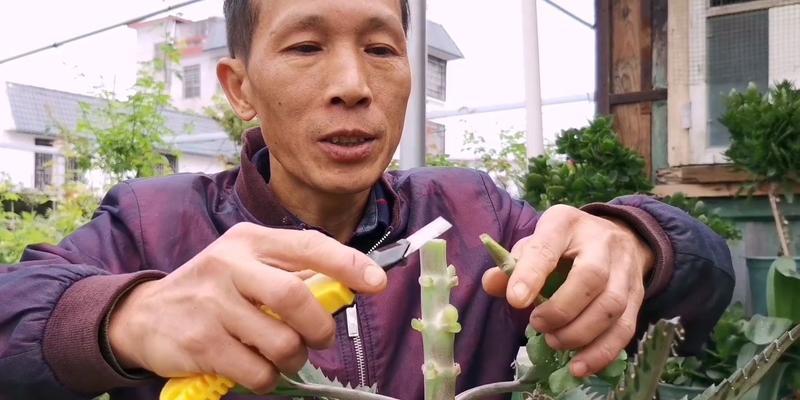 大鸟怎么修剪枝条