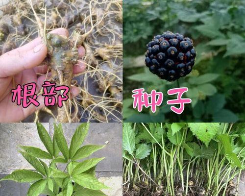 竹节参苗怎么种植方法