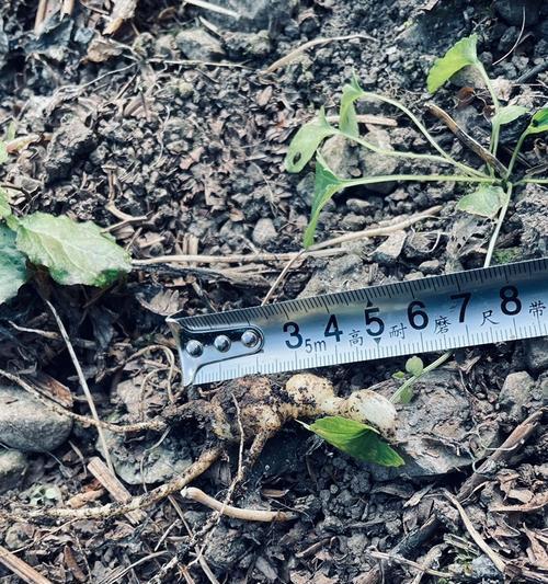 竹节参苗怎么种植方法