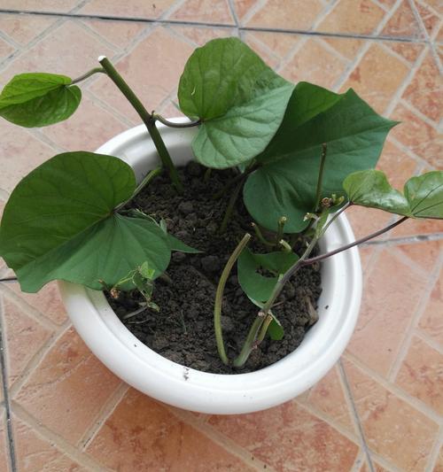 山芋盆栽怎么种植方法