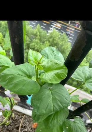 山芋盆栽怎么种植方法
