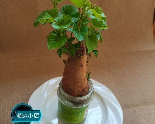 山芋盆栽怎么种植方法