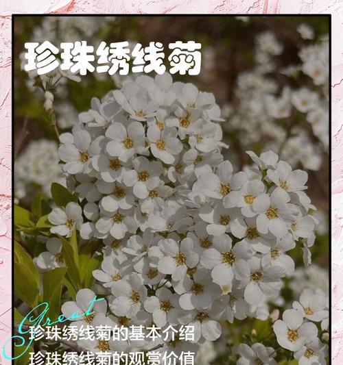 珍珠菊花怎么修剪枝条