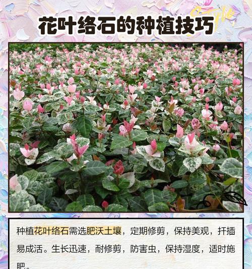 花叶络石怎么修剪枝叶