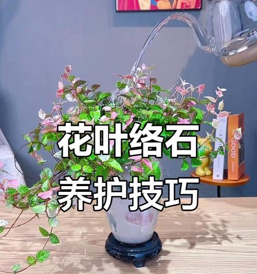 花叶络石怎么修剪枝叶