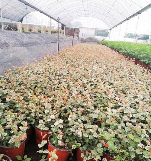 花叶络石怎么修剪枝叶