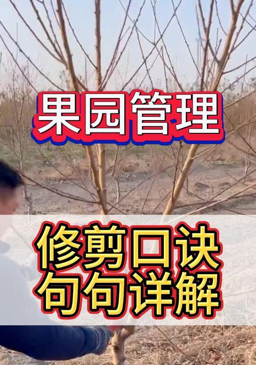 怎么熟悉树种植方法呢