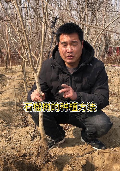怎么熟悉树种植方法呢