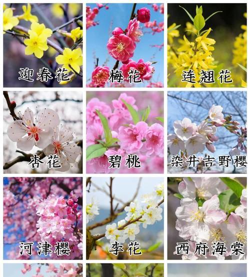 腊梅怎么养殖？腊梅的养殖技巧和注意事项