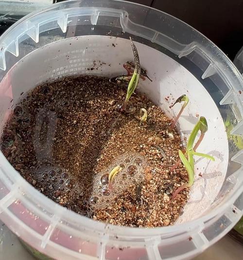 种小西瓜怎么催芽