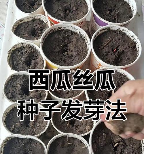种小西瓜怎么催芽