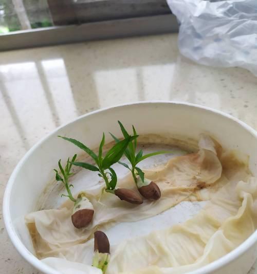 桃树堆积催芽的操作指南与注意事项