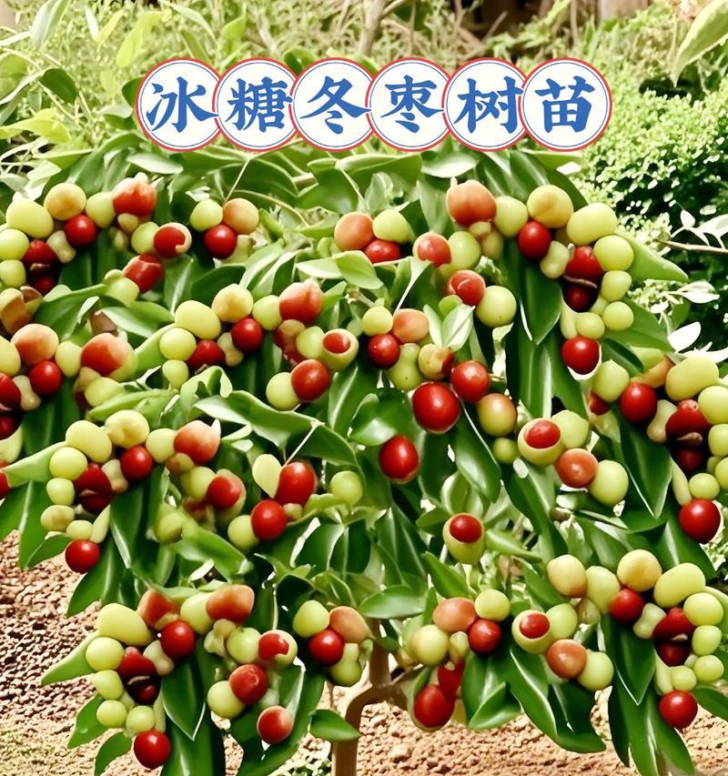 枣树幼苗怎么修剪枝最好