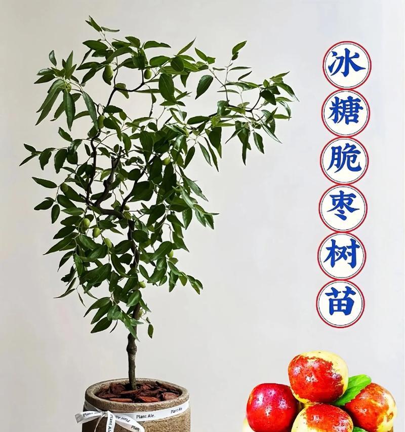 枣树幼苗怎么修剪枝最好