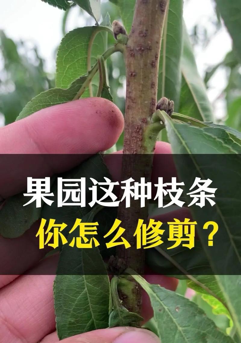 珍珠菊怎么修剪枝条