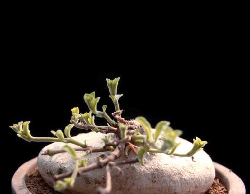 仙人球仔怎么种植方法
