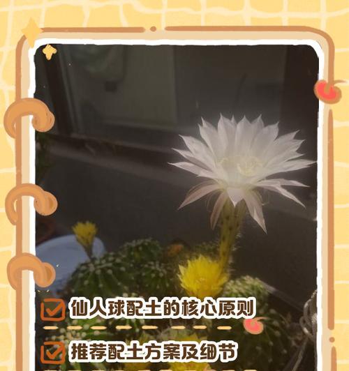 仙人球仔怎么种植方法