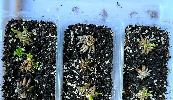 花毛茛种球种催芽后怎么种：全面指南
