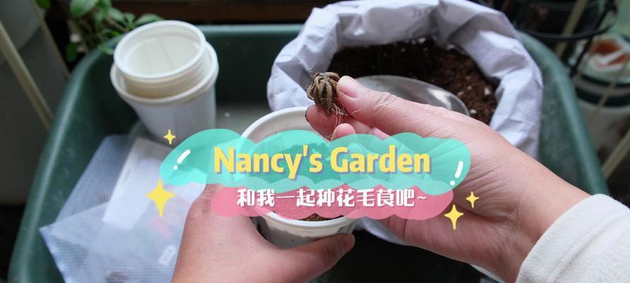 花毛茛种球种催芽后怎么种：全面指南