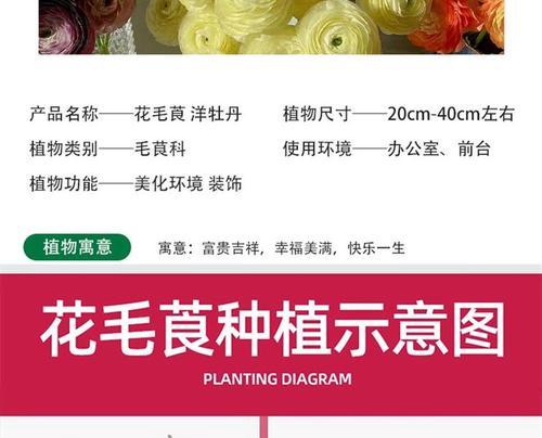 花毛茛种球种催芽后怎么种：全面指南