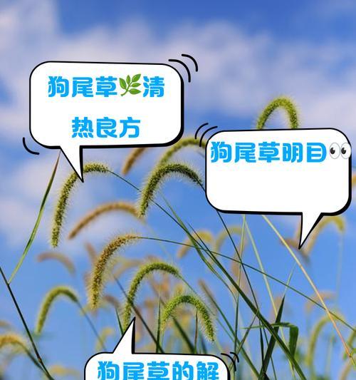 水草红尾草种植攻略：从入门到精通