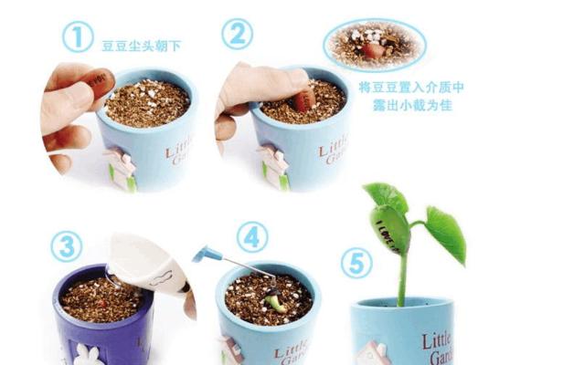 水草红尾草种植攻略：从入门到精通