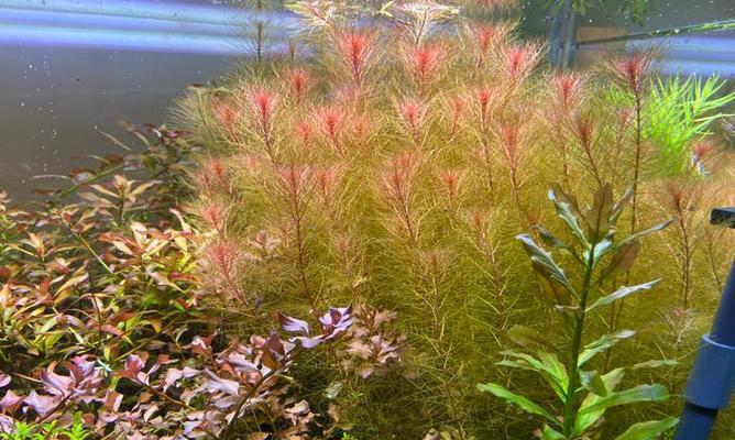 水草红尾草种植攻略：从入门到精通