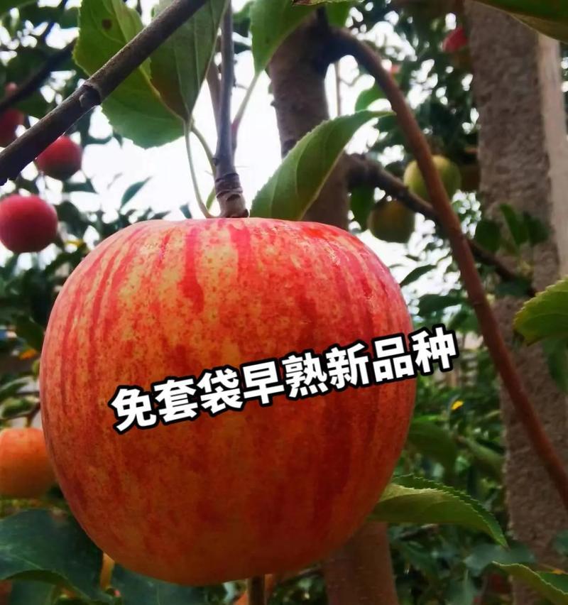 乐琪苹果种植方法：一步到位的指南