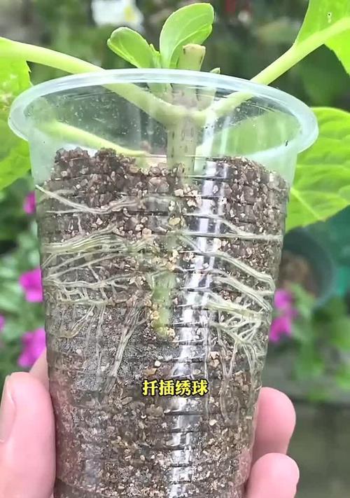 花期结束怎么修剪枝条