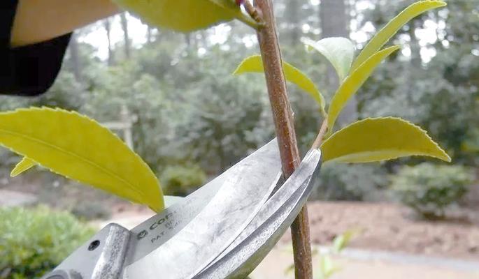 花期结束怎么修剪枝条