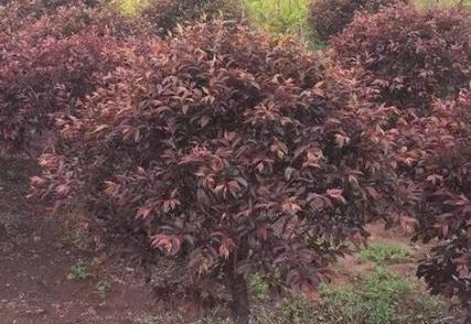 红叶子兰怎么种植方法