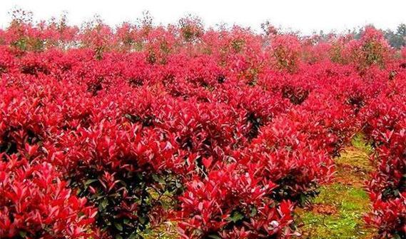 红叶子兰怎么种植方法