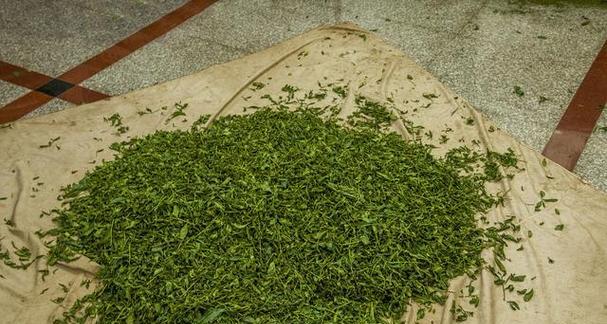 小茼蒿怎么催芽