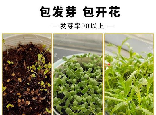 小茼蒿怎么催芽