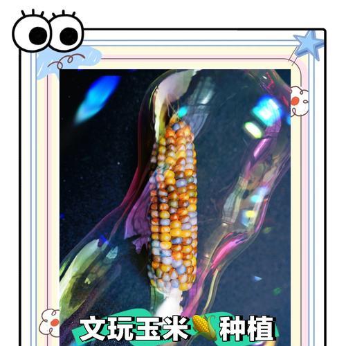 玉米催芽种子的种植方法