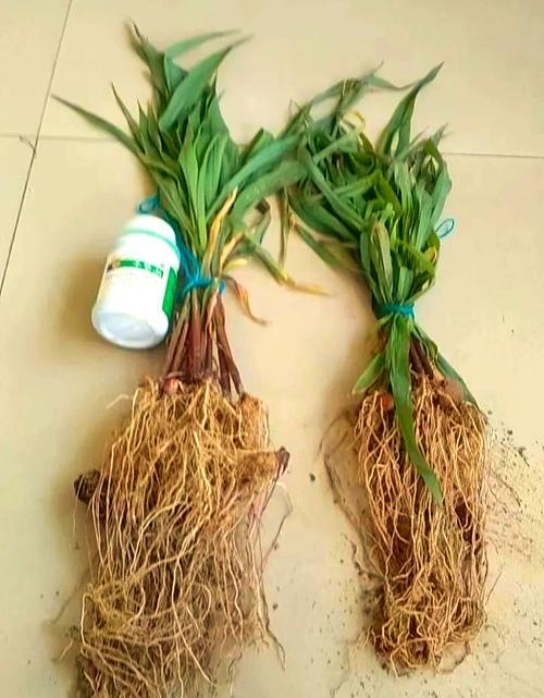 玉米催芽种子的种植方法