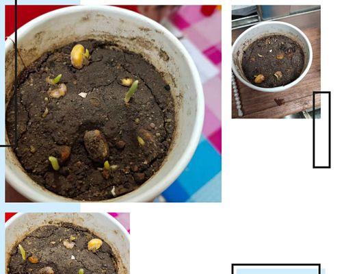 玉米催芽种子的种植方法