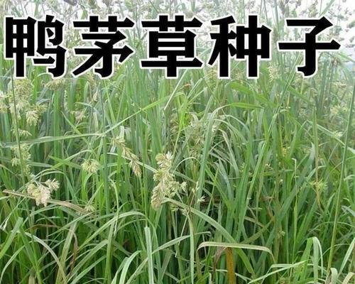 鸡草种子种植全攻略：方法与技巧