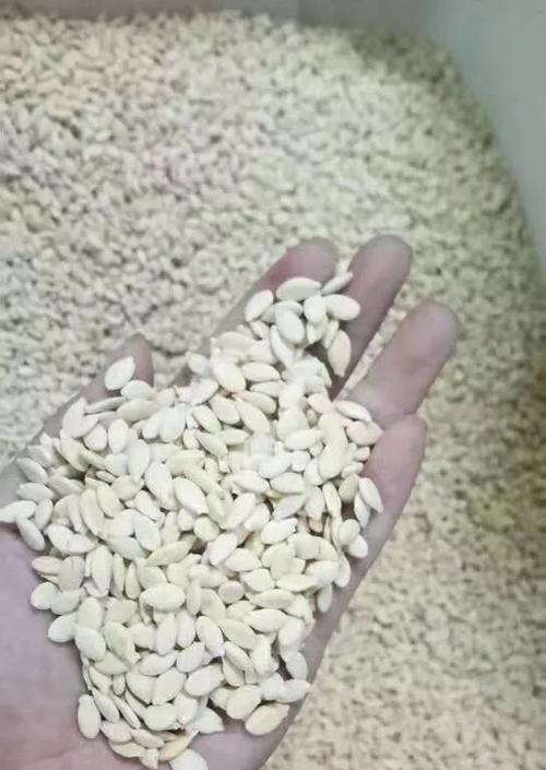天门冬种子怎么催芽：一份全面的种植指南