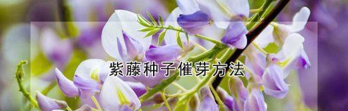 天门冬种子怎么催芽：一份全面的种植指南