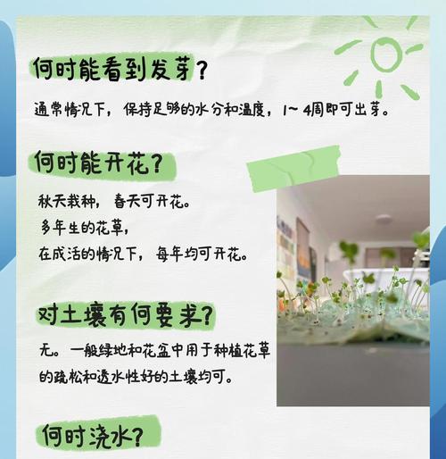 五福籽的种植方法全解析