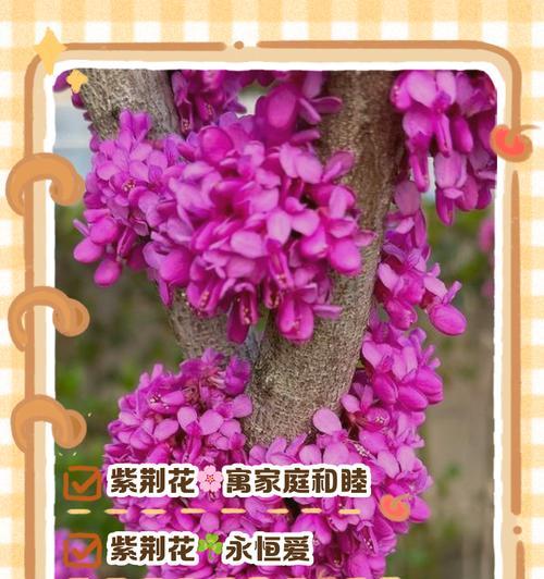 一般家里养什么花？适合室内种植的花卉推荐