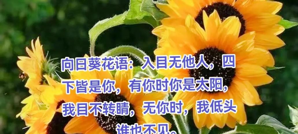 万年青栽培全攻略：从基础到问题解决