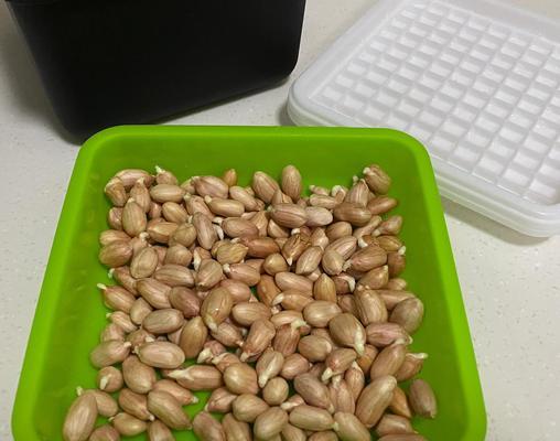 丝瓜种子催芽后怎么种：全面种植指南